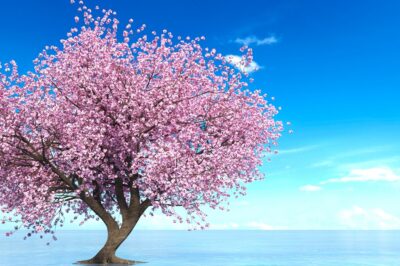 12時間で咲く不思議な桜シリーズ【Magic桜】- 自宅で楽しむ魔法のような桜の魅力と育て方